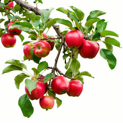 Obraz premium The apple growing on the tree stands alone against a white background