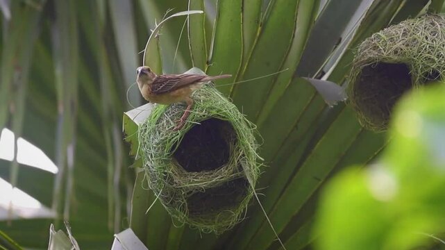 Baya weaver nest creation