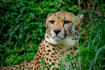 Portrait of cheetah