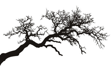 Tree branches silhouette isolated on white background. Vector illustration forest design and element landscape season. Autumn clip art and decoration abstract outdoor