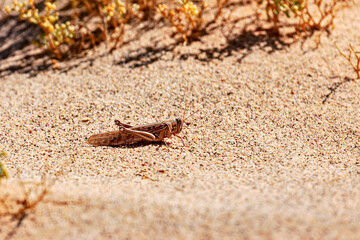Cricket in the Sahara Desert