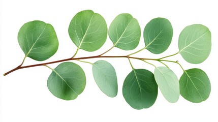 Naklejka premium Eucalyptus Branch with Green Leaves Isolated on White Background