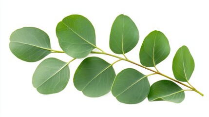 Obraz premium Green Eucalyptus Leaves Branch Isolated on White Background