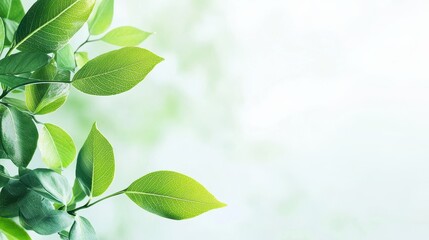 Obraz premium Green Leaves on a Soft Background