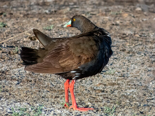 Black-tailed Nativehen - Tribonyx ventralis in Australia