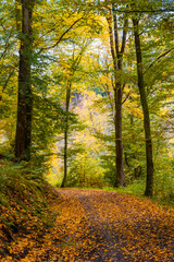 Beautiful autumn landscape with green and yellow leaves on trees and on a path through the forest