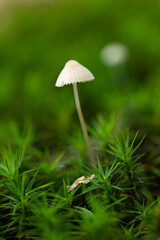 Close-up of a tiny bleeding helmet mushroom (Mycena haematopus) standing alone in moss