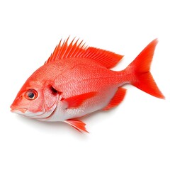 Fototapeta premium Macro Shot of a Perfect Fresh Raw Tai Red Snapper Fish Isolated on White Background