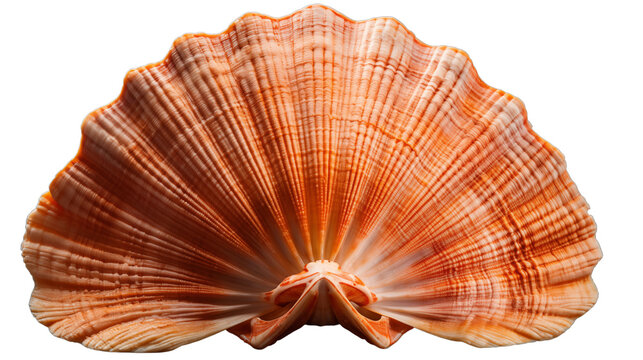 beautiful ocean scallop shell, studio view, isolated on transparent background.