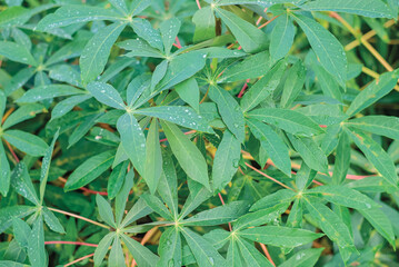 Rows of cassava trees in the field. Cassava, growing young shoots. Cassava is a tropical food crop, a commercial crop in Indonesia.