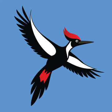 recommend clip art: Solid color Ivory-billed woodpecker animal vector design