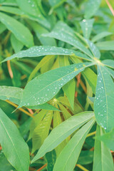 Rows of cassava trees in the field. Cassava, growing young shoots. Cassava is a tropical food crop, a commercial crop in Indonesia.
