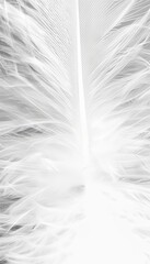 Obraz premium Abstract Subtle Texture Of Single White Feather, Light Soft And Delicate Shape With Smooth Curves.