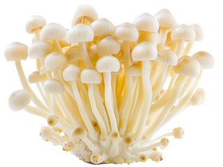 Enoki Mushroom Isolated on a white background 