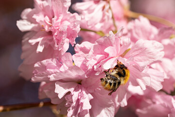 Bee on a cherry blossom tree flower picking pollen
