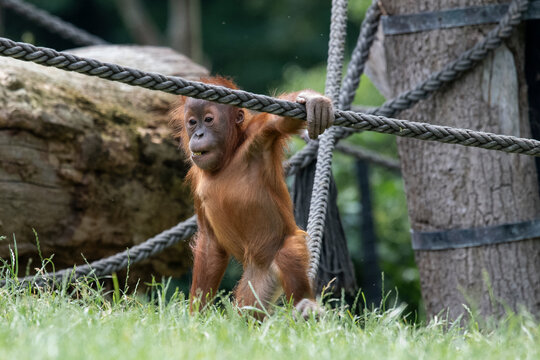 Sturm und Drangzeit - Junger Orang-Utan beim Herumtollen