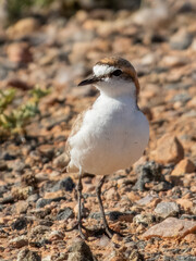Red-capped Plover - Anarhynchus ruficapillus in Australia