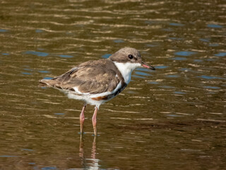 Red-kneed Dotterel - Erythrogonys cinctus in Australia