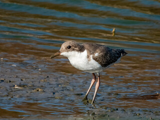 Red-kneed Dotterel - Erythrogonys cinctus in Australia