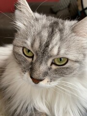 Siberian cat staring at something