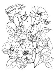 Roses Sketch of flowers. Flowers vector line drawing. Drawn by a black line on a white background.