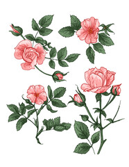 Roses Sketch of flowers. Flowers vector line drawing. Drawn by a black line on a white background.