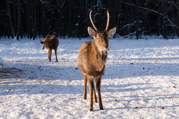 A young male spotted deer on a frosty winter day in the forest