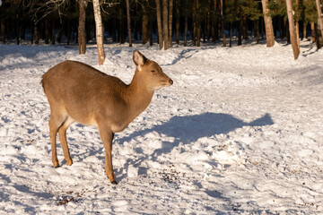 Fototapeta premium A female spotted deer on a frosty winter day