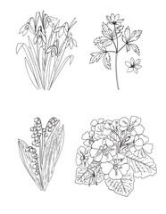 Sketch of flowers. Snowdrops, Wood Anemone, Lily of the valley, Primose Flowers vector line drawing.