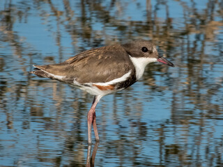 Red-kneed Dotterel - Erythrogonys cinctus in Australia
