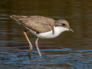 Red-kneed Dotterel - Erythrogonys cinctus in Australia