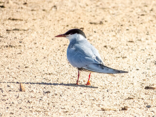 Whiskered Tern - Chlidonias hybrida in Australia