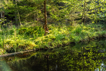 Obraz premium National Park of Adrspach Teplice rocks. Beautiful limestone sandstones rocks in Adrspach, Czech Republic. Adrspach Teplice Rocks mountain range in Central Sudetes part of the Table Mountains.