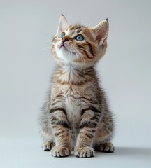 Obraz premium Adorable Kitten with Blue Eyes