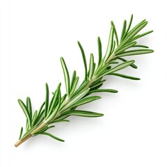 A sprig of rosemary with green needles and a light brown stem isolated on a white background.