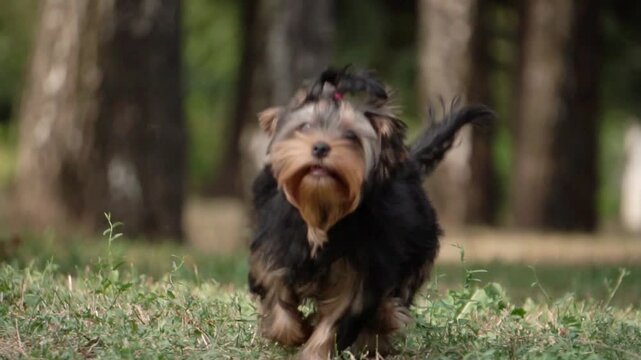Yorkshire Terrier Walking in the Park, Slow Motion