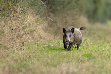 Wildboar Sus scrofa running through open space in a forest
