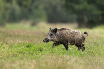 Wildboar Sus scrofa running through open space in a forest
