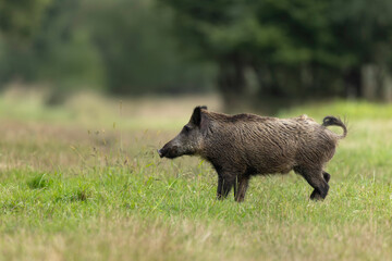 Wildboar Sus scrofa running through open space in a forest
