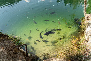 lack fish swim in the crystal clear lake.National Park of Adrspach Teplice rocks. Adrspach Teplice Rocks mountain range in Central Sudetes part of the Table Mountains. Beautiful limestone sandstones