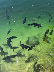 Black fish swim in the crystal clear lakeNational Park of Adrspach Teplice rocks. Adrspach Teplice Rocks mountain range in Central Sudetes part of the Table Mountains. Beautiful limestone sandstones.
