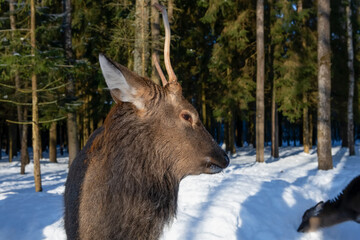 A young male spotted deer on a frosty winter day in the forest