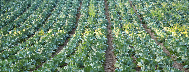 Cabbage plantation. Vegetable farm field. Cabbage plantation. Growing vegetables without...