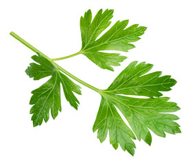 Fresh green parsley leaf isolated on white background. File contains clipping path.