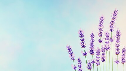 Naklejka premium Vibrant lavender flowers against a soft blue background, creating a serene and calming atmosphere for relaxation and beauty.