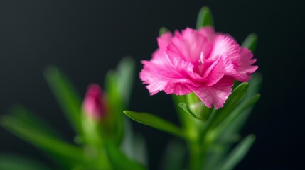 Fototapeta premium A pink bloom with green foliage in front, against a black backdrop