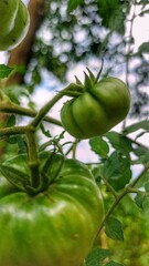 green tomato on a branch