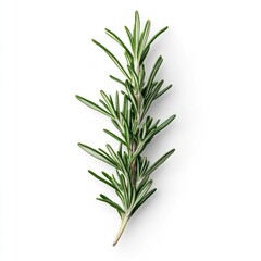 Fototapeta premium Fresh green rosemary sprig isolated on white background.