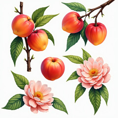 Drawing of peach element on white background