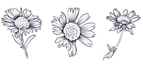 a set of black and white drawings of gaylardia flowers vector